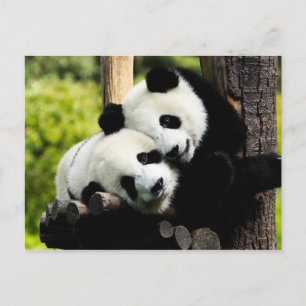 Panda Bears Vykort