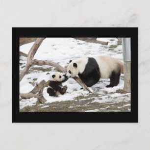 Panda Bears Vykort