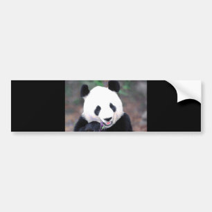 Panda Bildekal