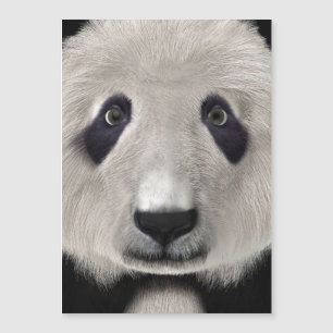 Panda björn
