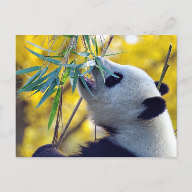 Panda björn äter bambu vykort (Framsida)
