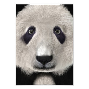 Panda Björn Fototryck