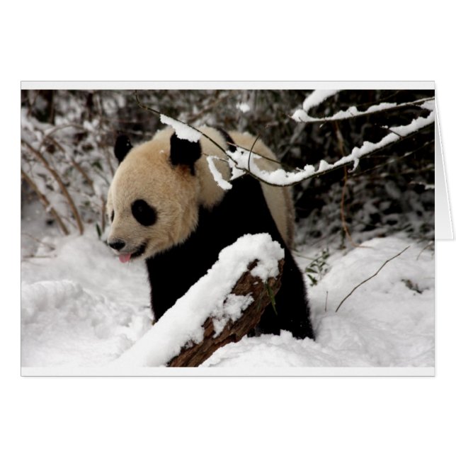 Panda björn hälsningskort (Framsidan Horizontal)