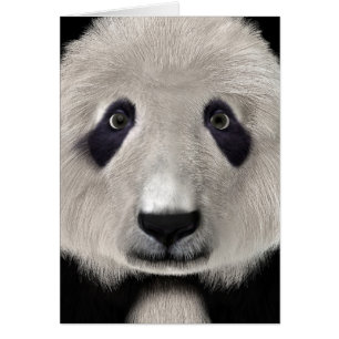 Panda björn hälsningskort