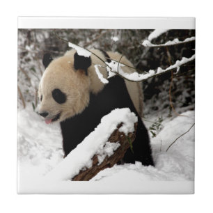 Panda björn kakelplatta