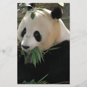 Panda Björn Kramar