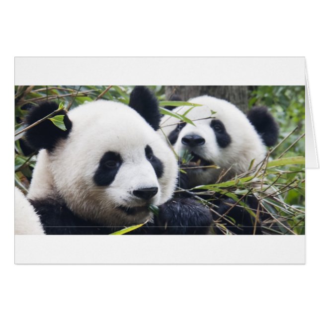Panda Björn Kramar Hälsningskort (Framsidan Horizontal)