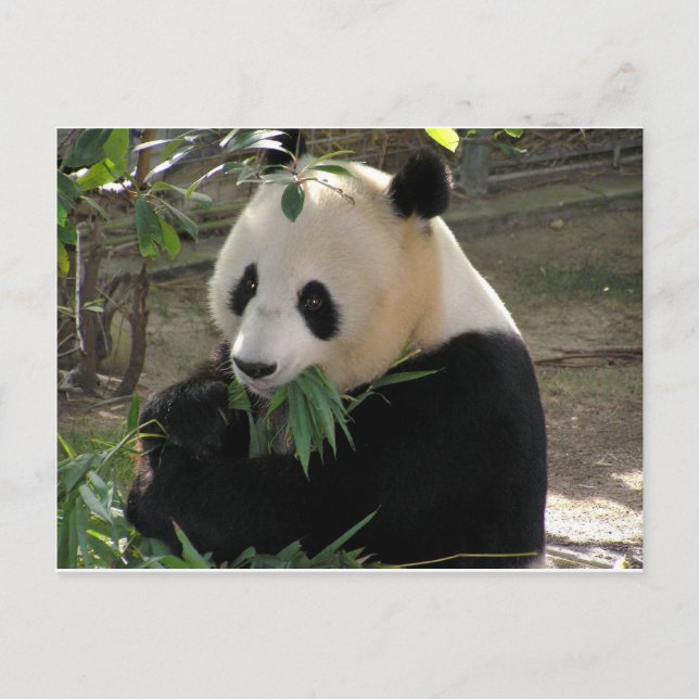 Panda Björn Kramar Vykort (Framsida)