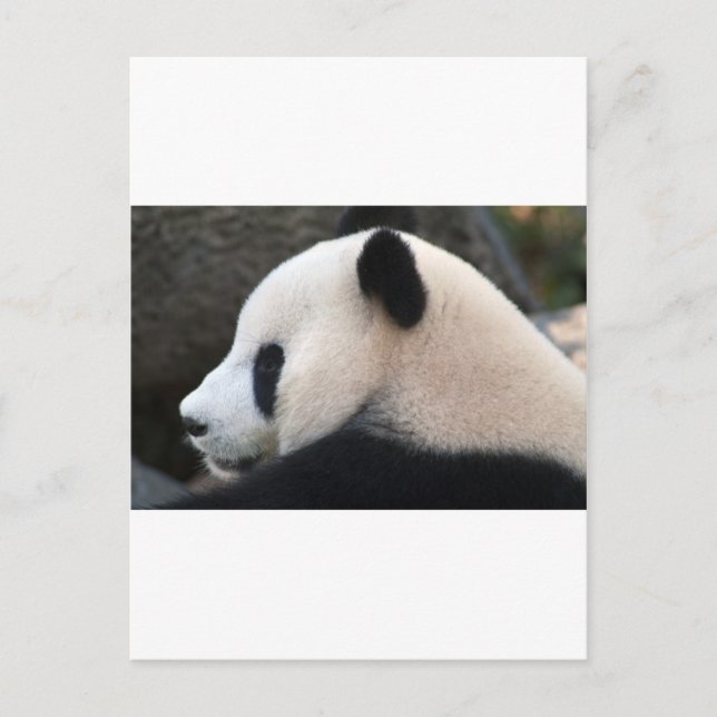 Panda Björn Kramar Vykort (Framsida)