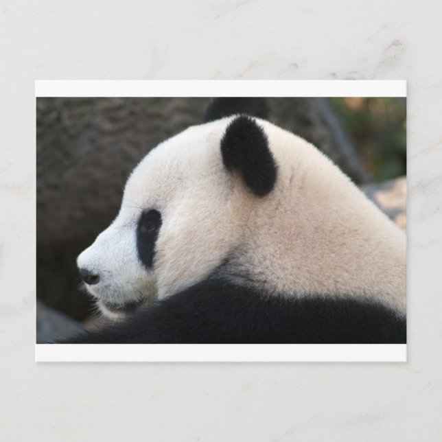 Panda Björn Kramar Vykort (Framsida)