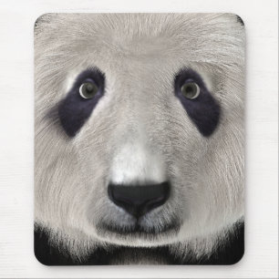 Panda Björn Musmatta