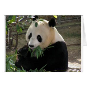 Panda Björn Omfamningar Hälsningskort