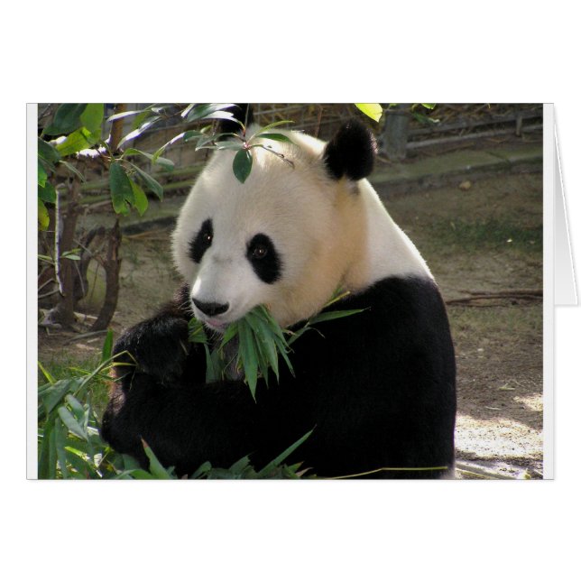 Panda Björn Omfamningar Hälsningskort (Framsidan Horizontal)