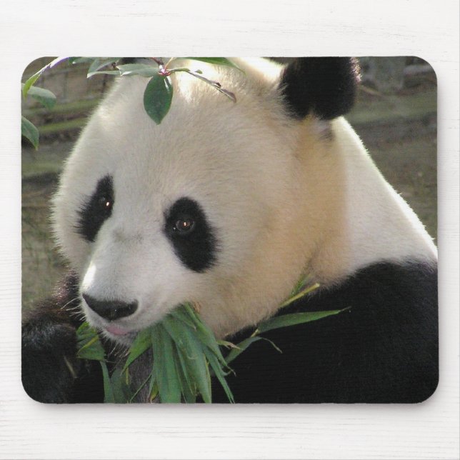 Panda Björn Omfamningar Musmatta (Framsidan)