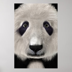 Panda Björn Poster