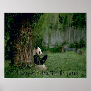 Panda-björn poster utskrift