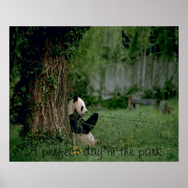 Panda-björn poster utskrift (Framsidan)