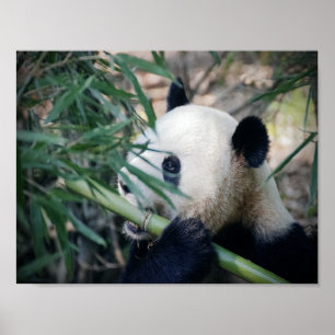 Panda björn som äter bambu poster