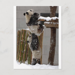 Panda Boost Vykort