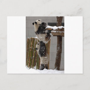 Panda Boost Vykort