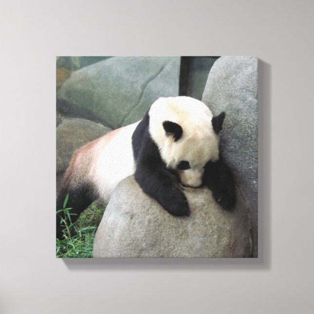 Panda Canvas (Framsida)
