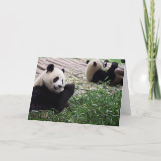 Panda Dream Blank Card Kort