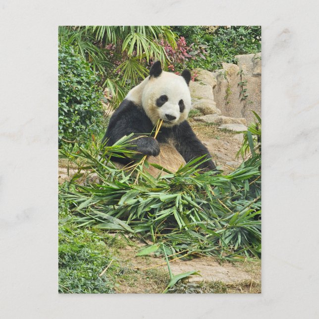 Panda eating bamboo view postcard vykort (Framsida)
