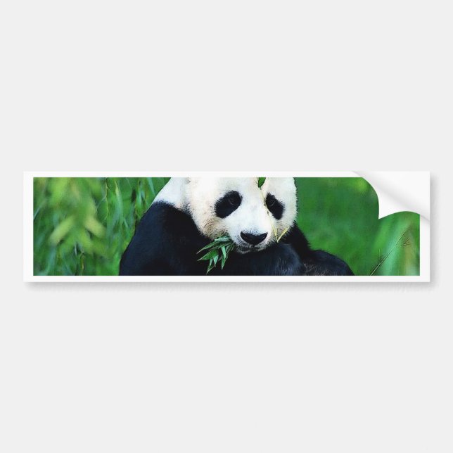 Panda Eating Lövs Bildekal (Framsidan)