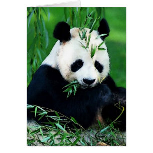 Panda Eating Lövs Hälsningskort