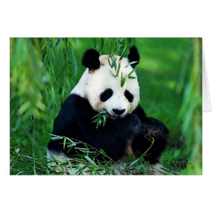 Panda Eating Lövs Hälsningskort