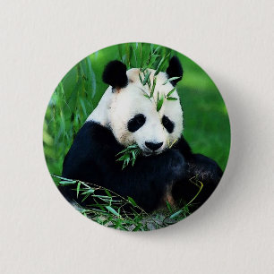 Panda Eating Lövs Knapp