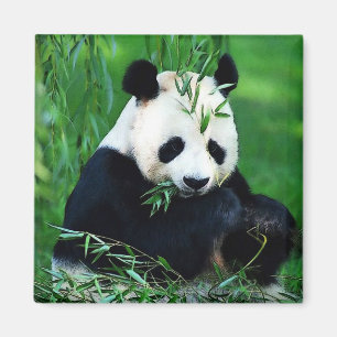 Panda Eating Lövs Magnet