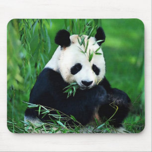 Panda Eating Lövs Musmatta