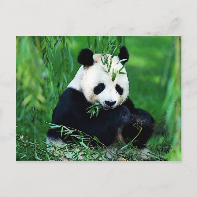 Panda Eating Lövs Vykort (Framsida)