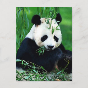 Panda Eating Lövs Vykort