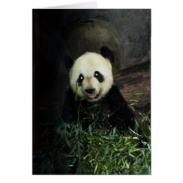 Panda Hälsningskort