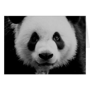 Panda Hälsningskort