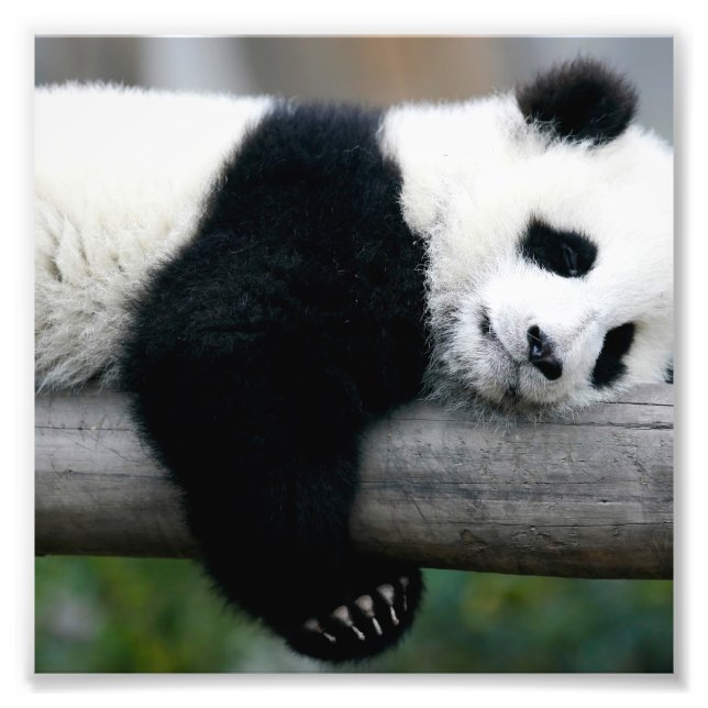 Panda Hugger Post Fototryck (Framsidan)