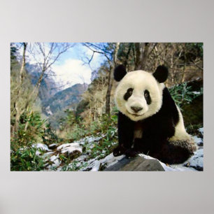 Panda i berget poster