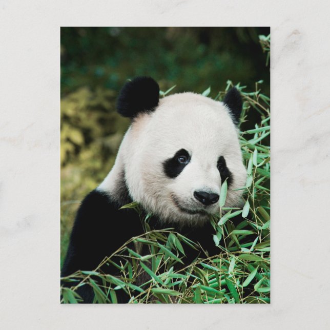 Panda i en buske vykort (Framsida)
