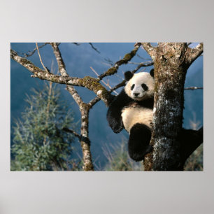 Panda i en trädaffisch 3 poster