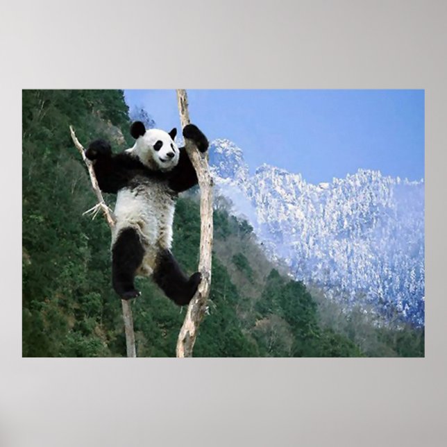Panda In a träd poster (Framsidan)
