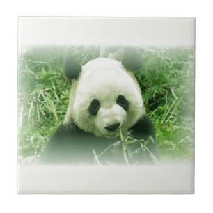 Panda Kakelplatta