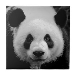 Panda Kakelplatta
