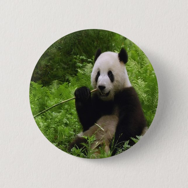 Panda Knapp (Framsida)