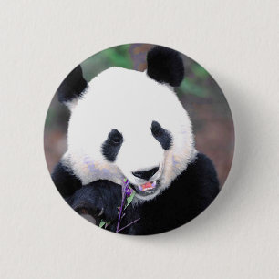Panda Knapp