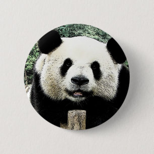 Panda Knapp