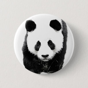 Panda Knapp