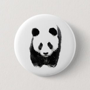 Panda Knapp
