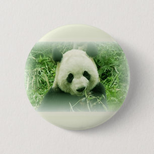 Panda Knapp